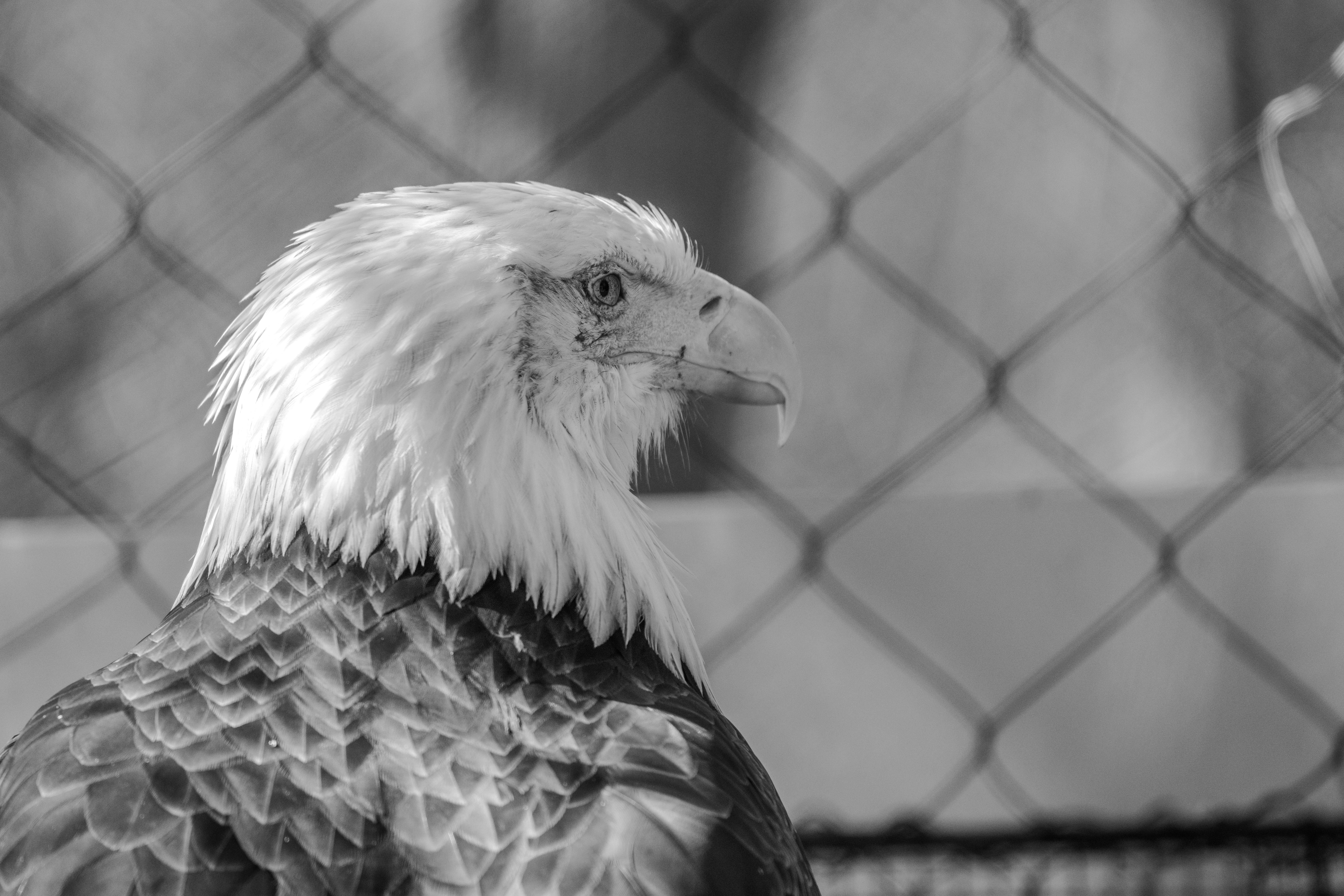 Majestic Bald Eagle Portrait in Black and White · Free Stock Photo
