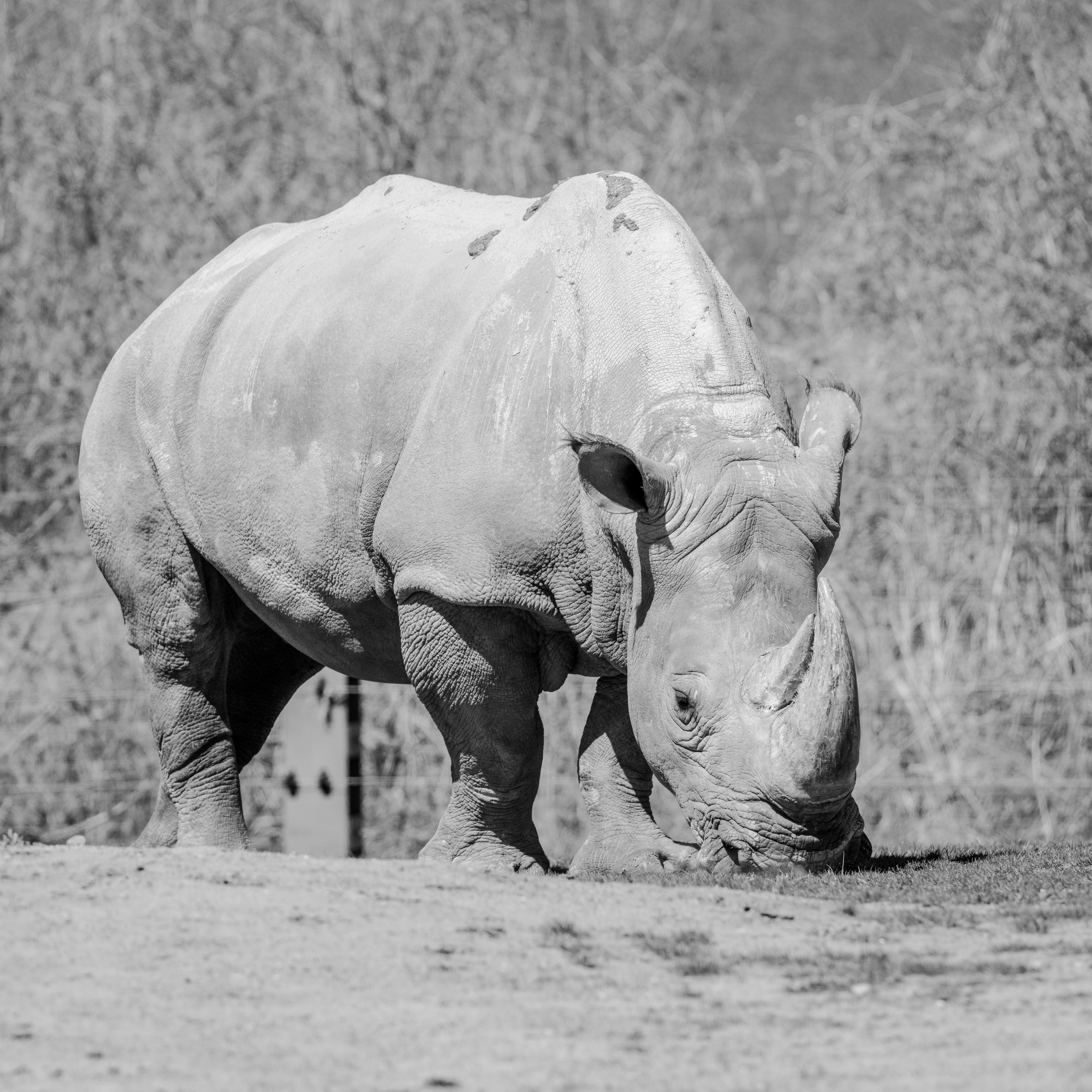 Gratuit Une photo captivante en noir et blanc d'un rhinocéros paissant paisiblement. Photos