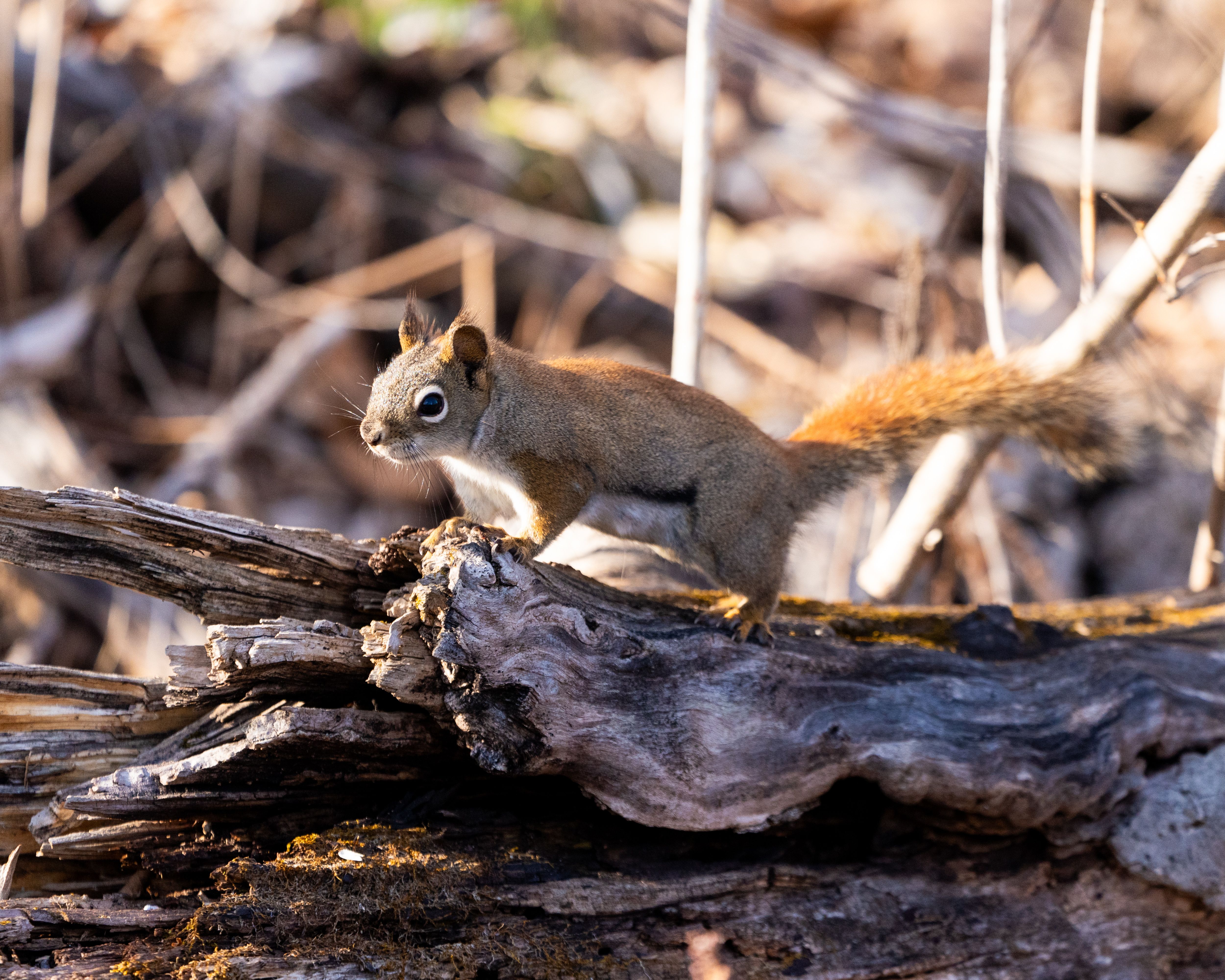 Timber Squirrel Photos, Download The BEST Free Timber Squirrel Stock ...
