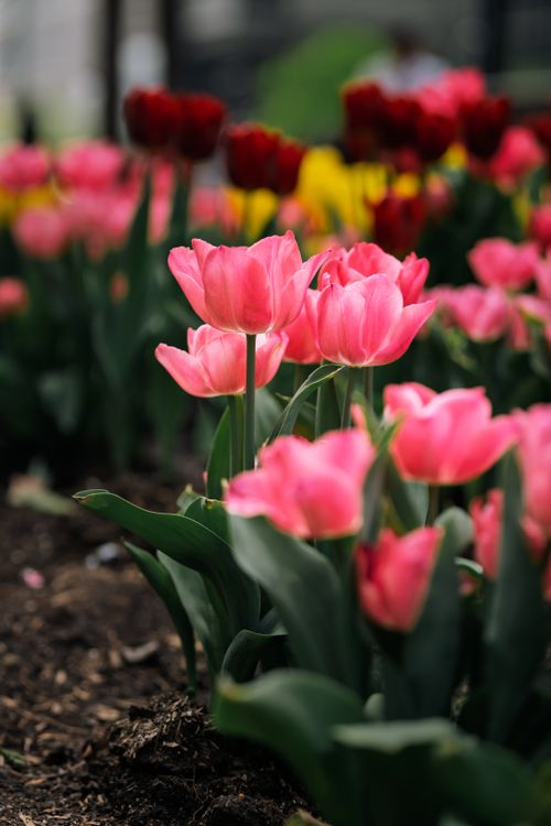 Free Close-up of pink tulips blooming in a New York City garden during springtime. Stock Photo