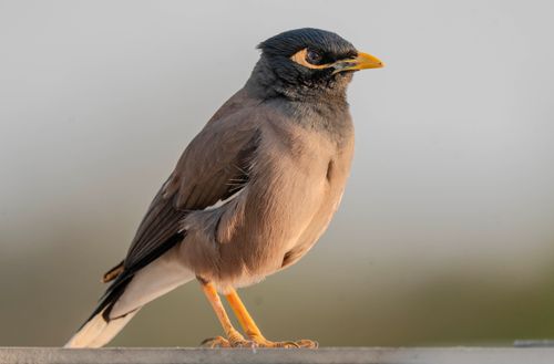 Free Detailed close-up of a Common Myna bird with natural background. Stock Photo