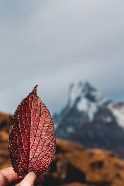 Free stock photo of autumn leaves, fall, fallen