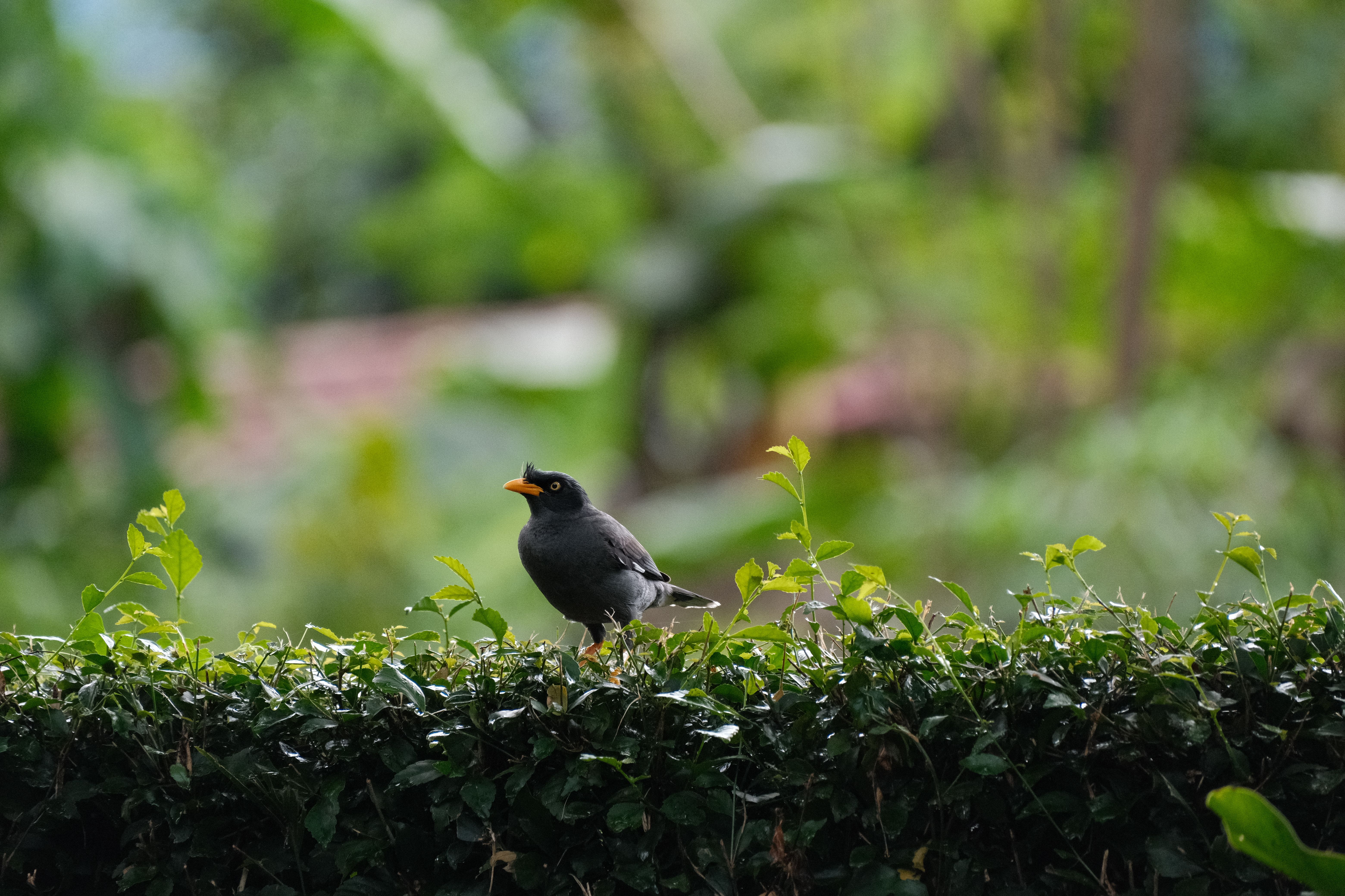 black bird that dries