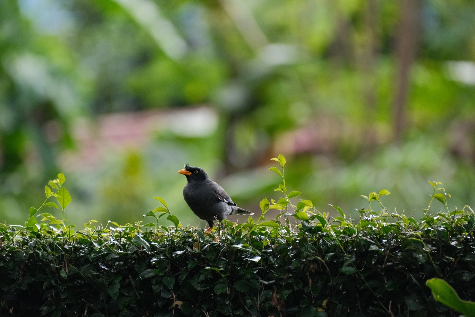 Oiseau perché dans une haie de thuyas dans un jardin résidentiel
