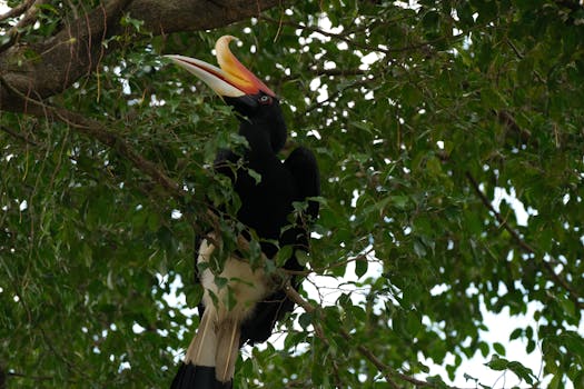 Rhinoceros Hornbill (Buceros rhinoceros) nestled among vibrant green leaves.