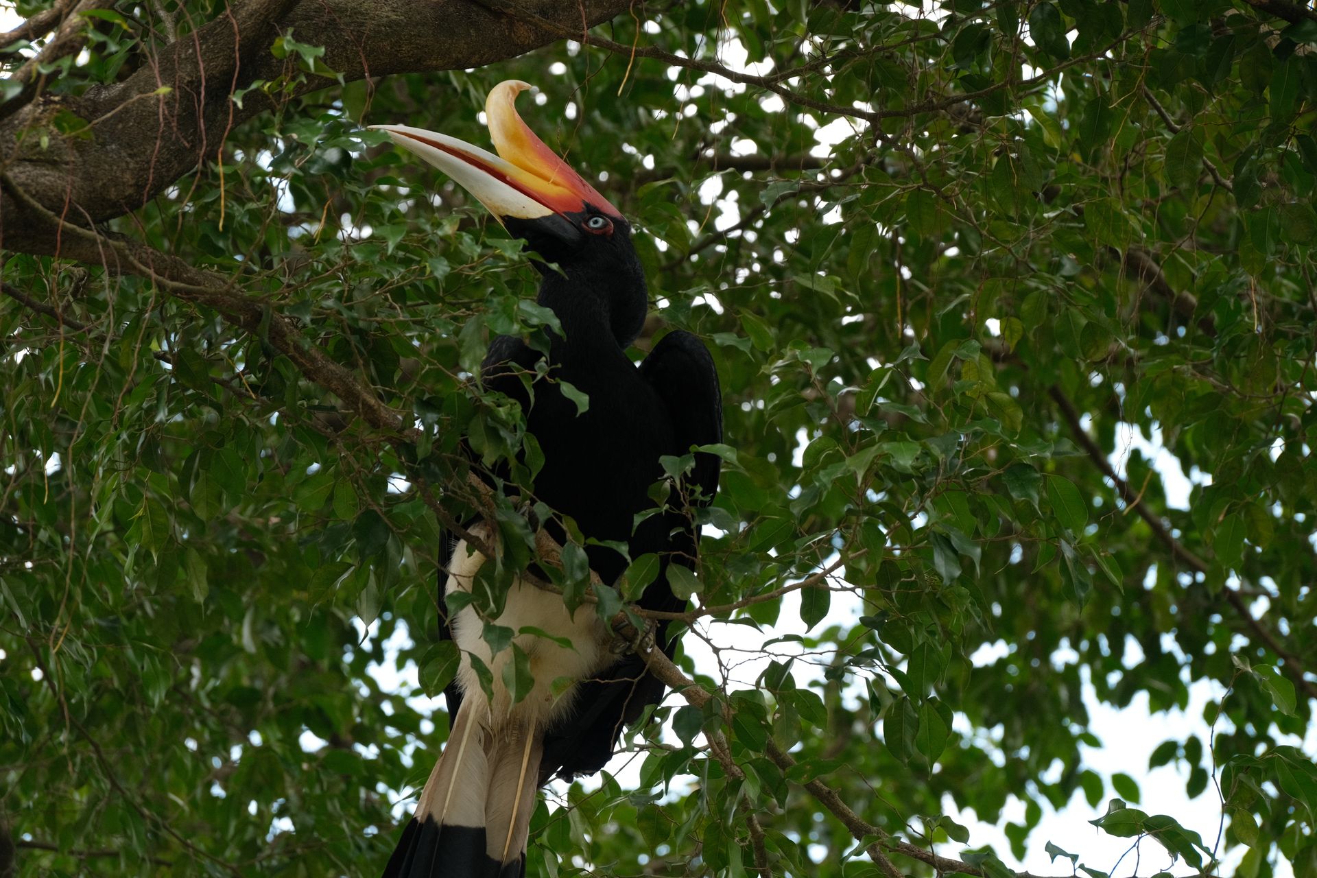 Free stock photo of birds, hornbill, rhinoceros hornbill