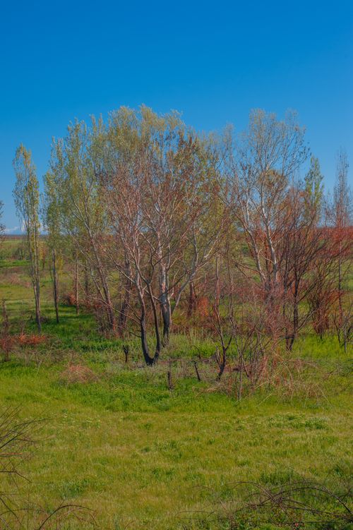 Free Idyllic spring scene with bare trees against a vibrant blue sky, capturing the essence of nature's beauty. Stock Photo