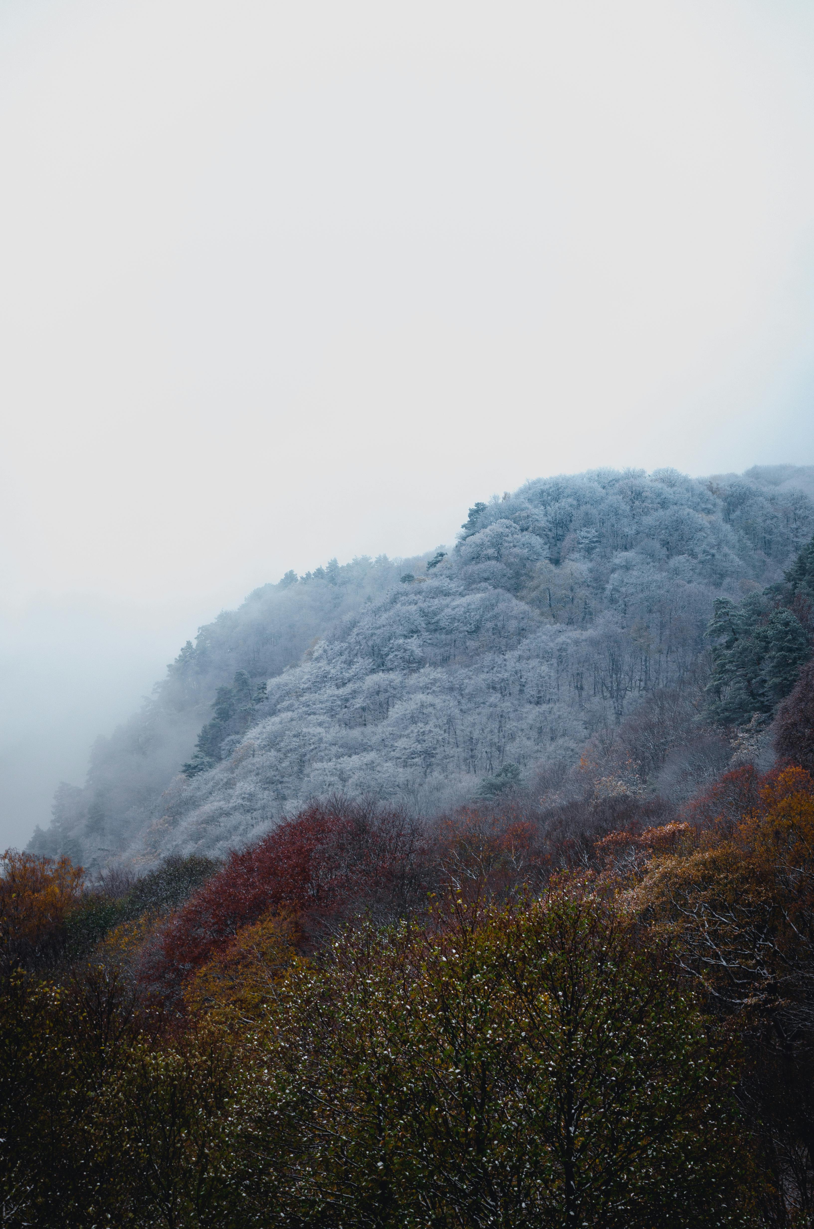 秋日黎明，薄雾笼罩着白雪皑皑的美丽森林，营造出一片宁静的风景