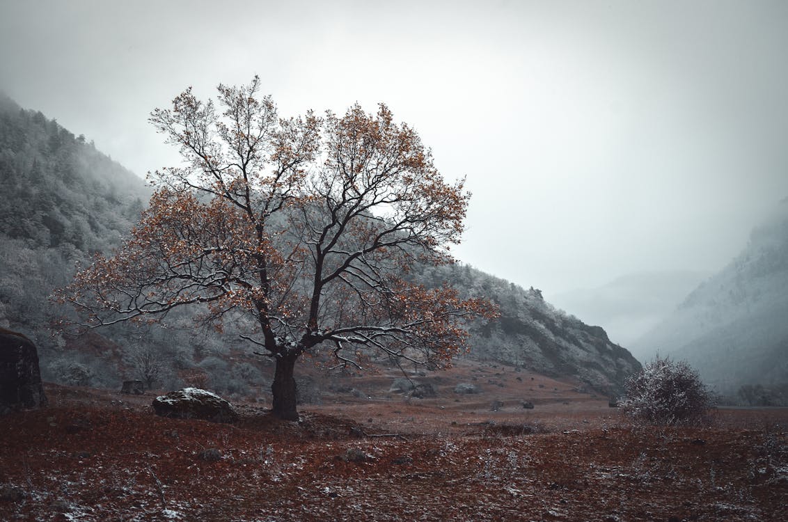 Základová fotografie zdarma na téma cestování, dřevo, hora