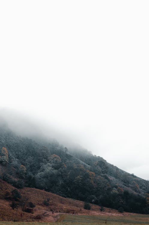 低角度拍攝的茂密的植被覆蓋在濃霧中的一座山