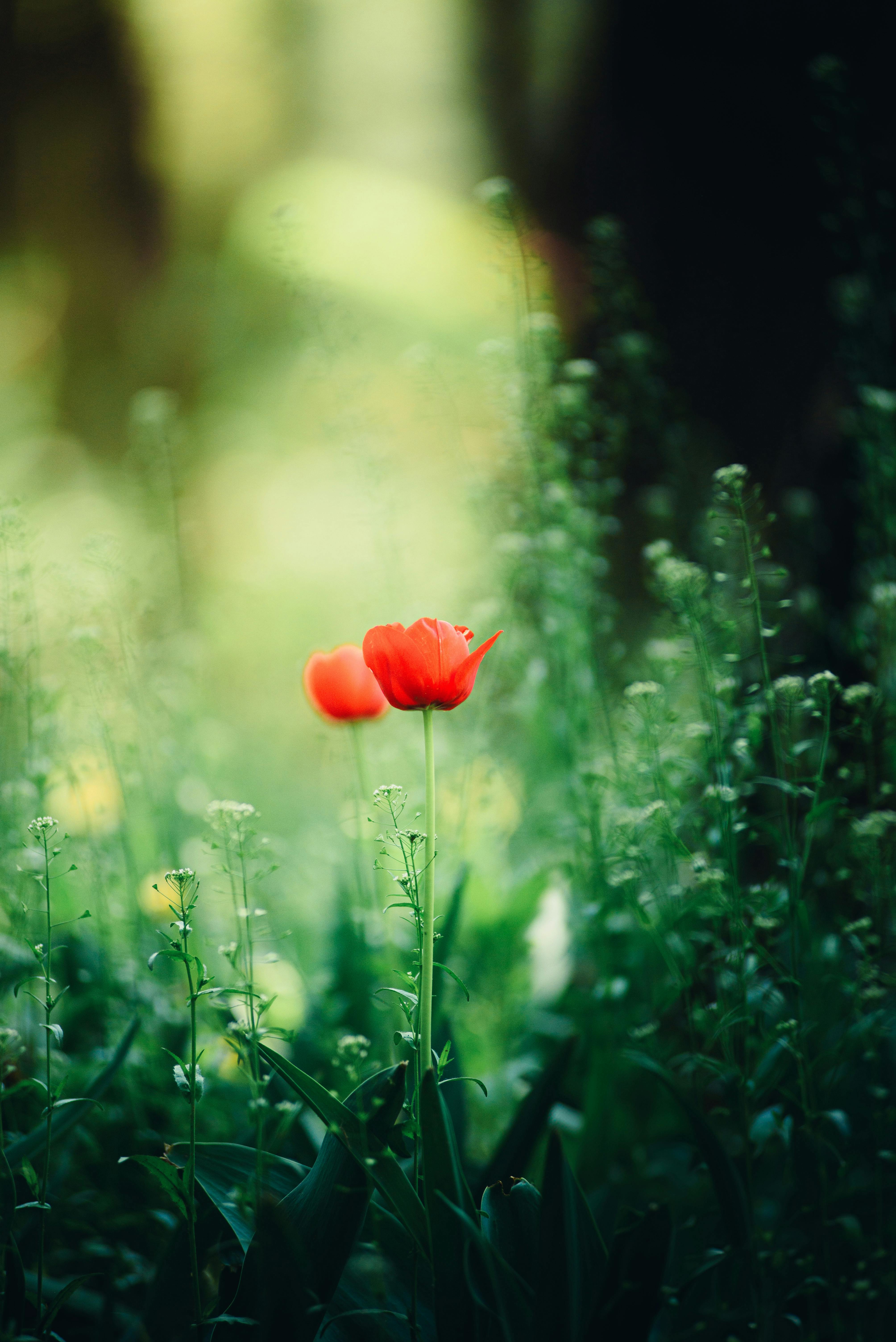 Vibrant red tulip stands alone amidst lush greenery, capturing the essence of spring's renewal.