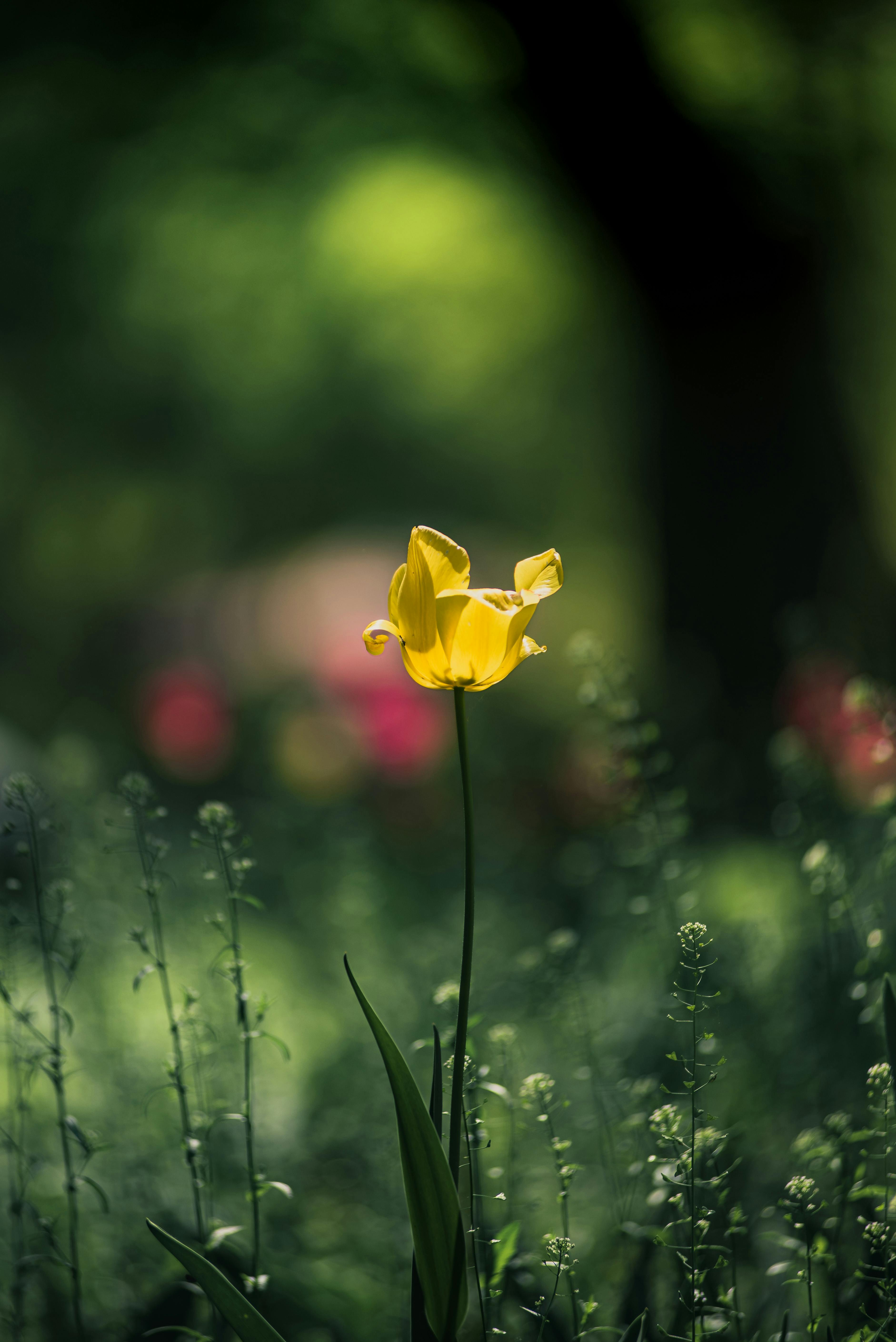 A single yellow tulip stands out in a lush green garden, embodying the vibrancy of spring.