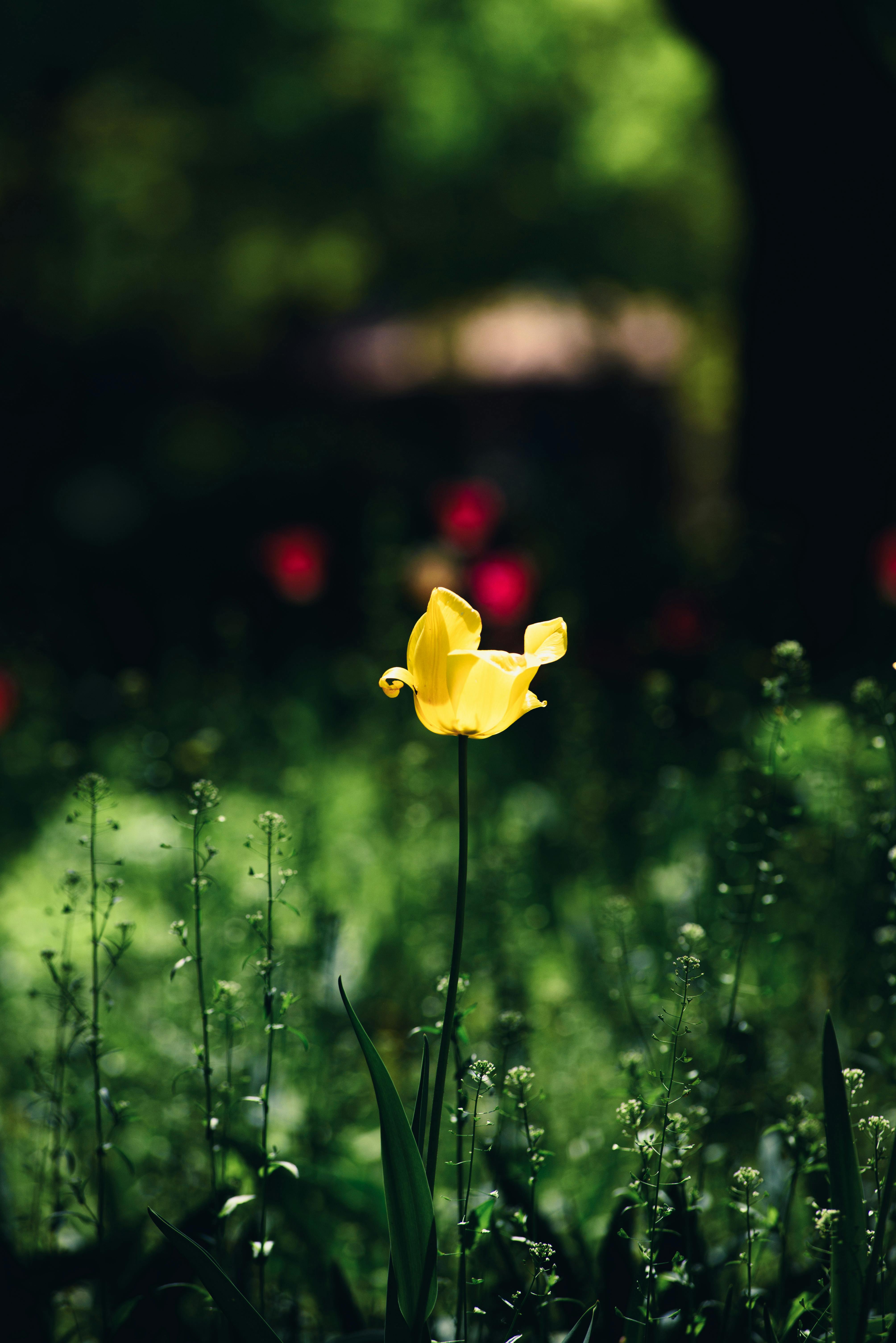 A vibrant yellow tulip blooming in a lush green garden during springtime.