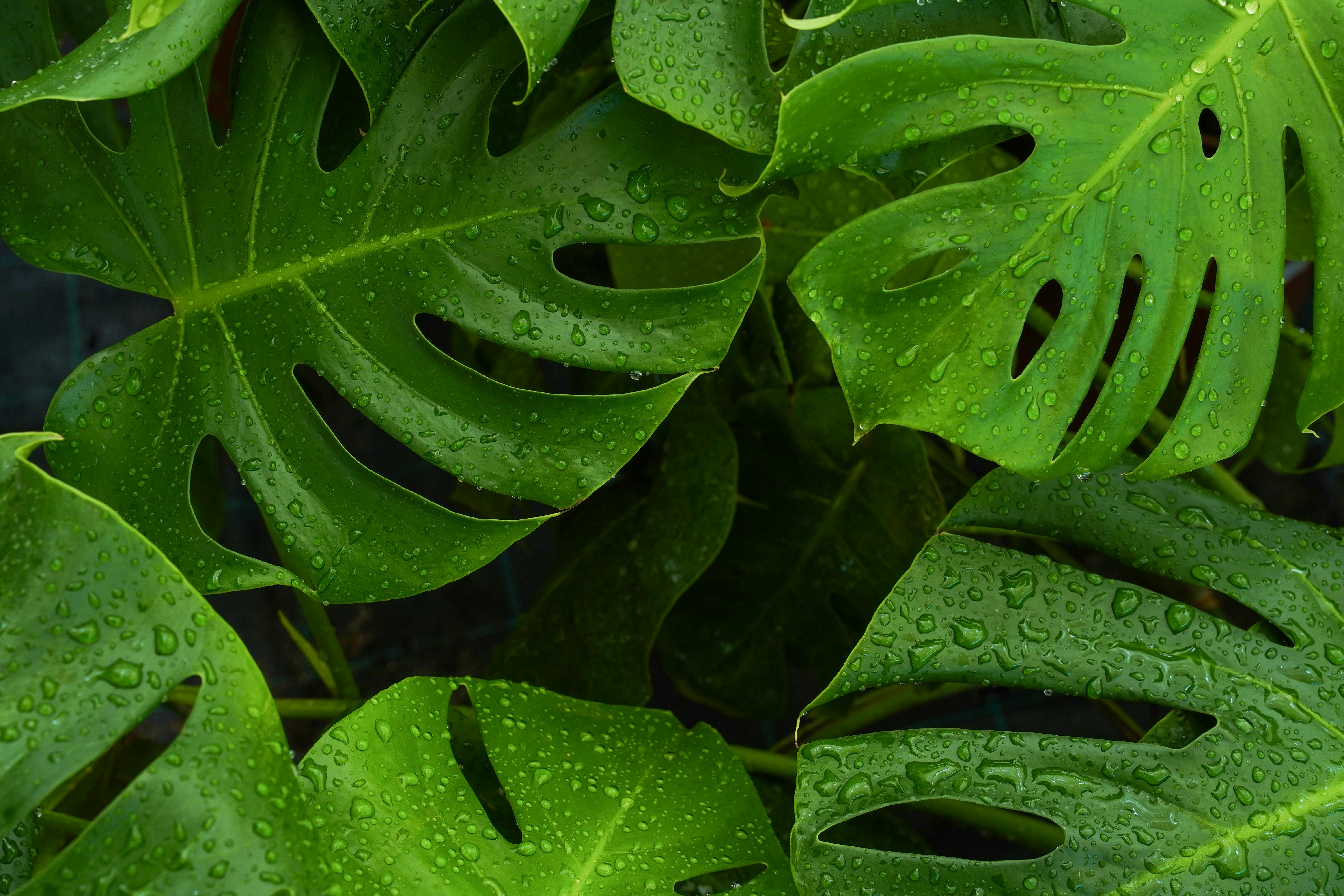 Vibrant green Monstera leaves covered with fresh dew drops, showcasing their natural beauty.