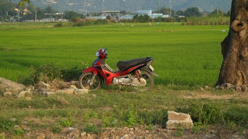 Free A red motorcycle parked beside a tree in a lush green rice field Stock Photo