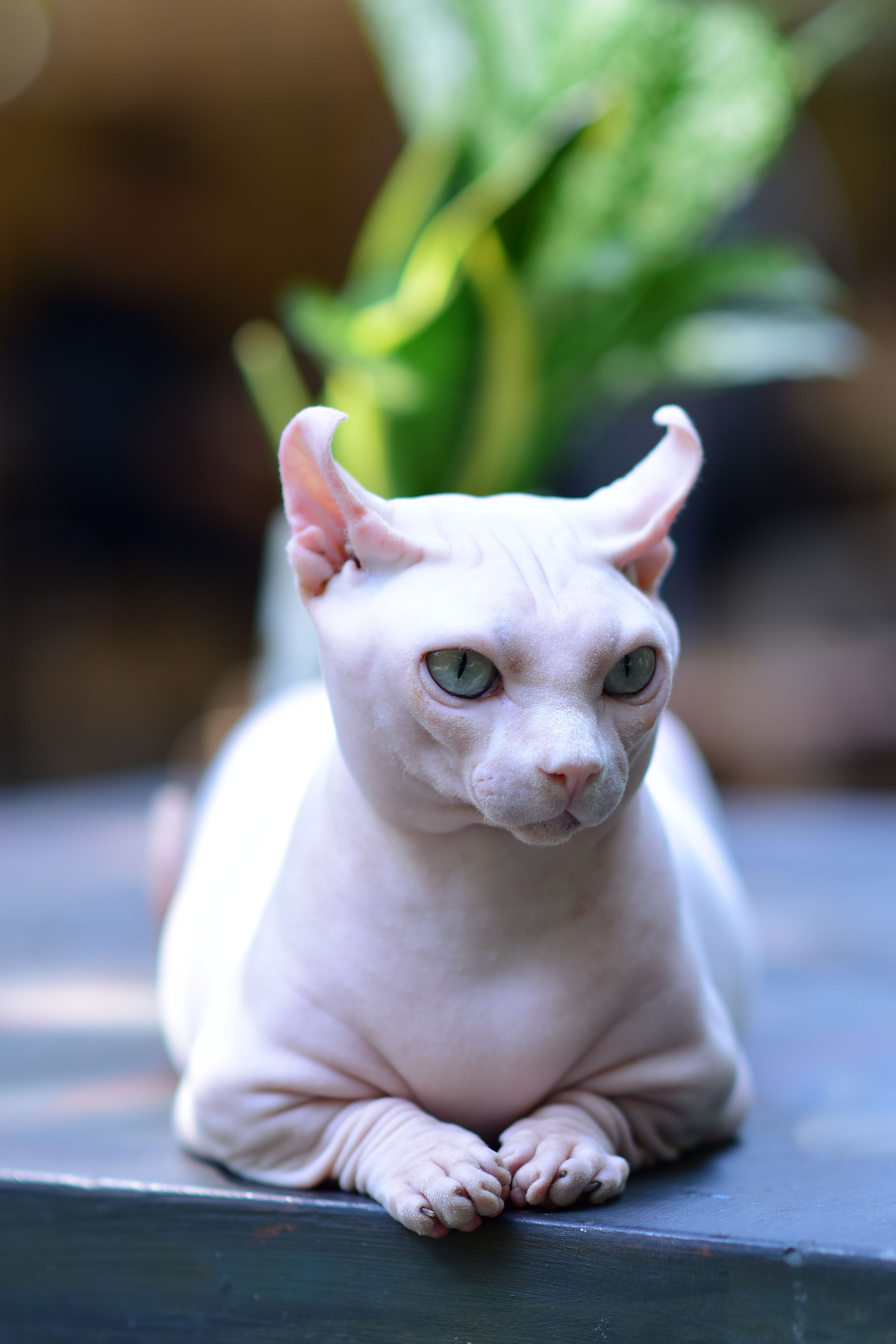Hairless cat close-up indoors