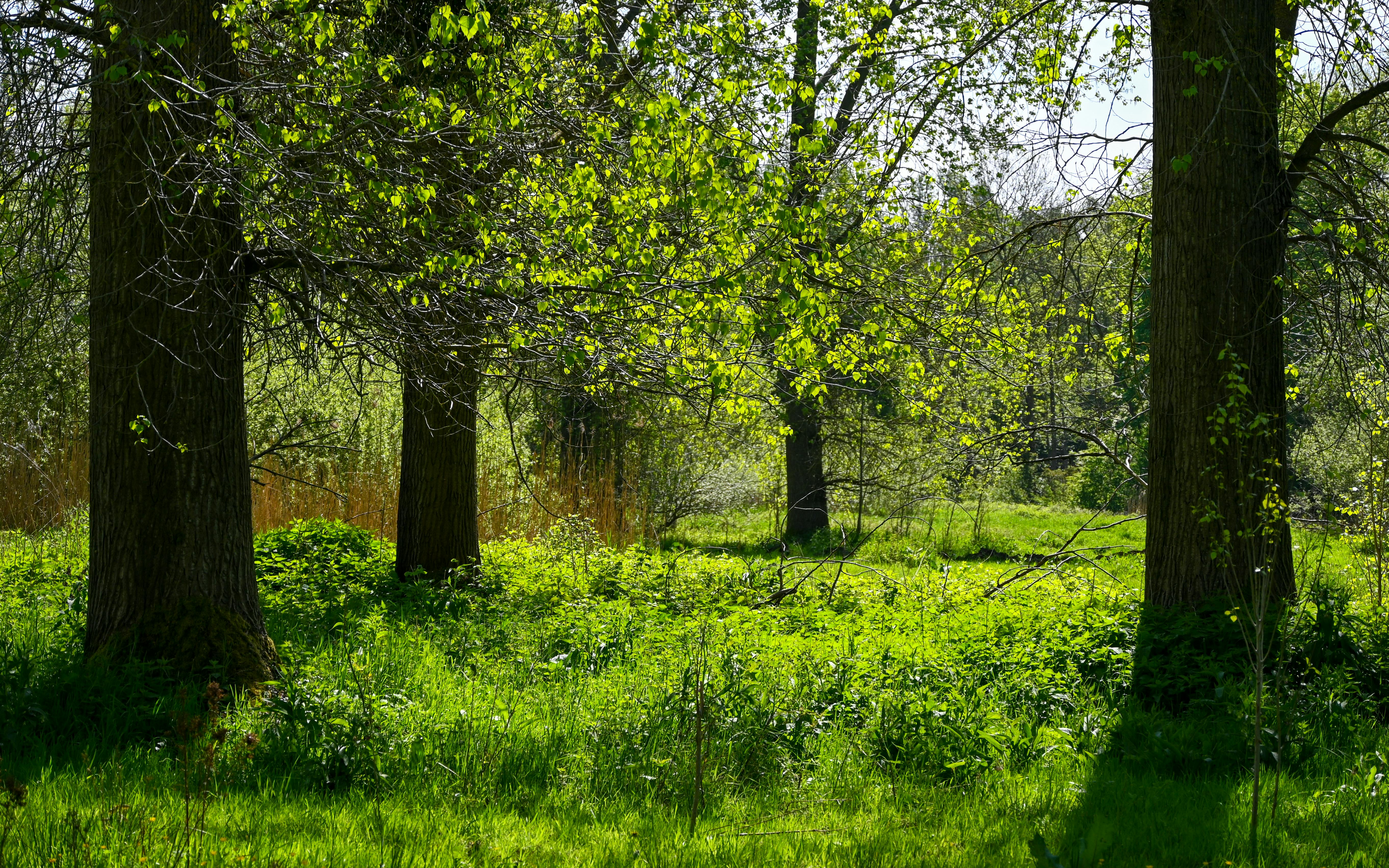 DuPage Forest Preserve executive director leaving for city manager job in Florida — Photo by Lorna Pauli on Pexels