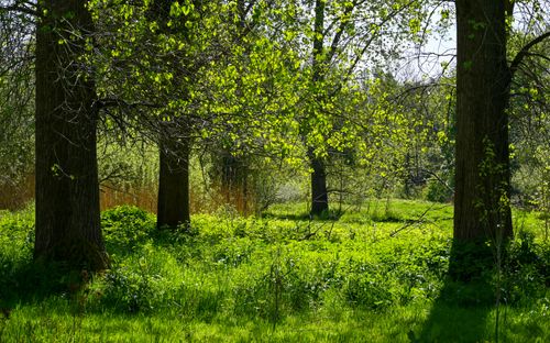 Free Idyllic spring forest setting in Sittard, featuring lush greenery under bright daylight. Stock Photo