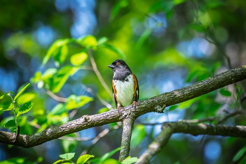 Free A striking eastern towhee bird sits on a tree branch in an Atlanta, Georgia forest, showcasing vibrant spring foliage. Stock Photo