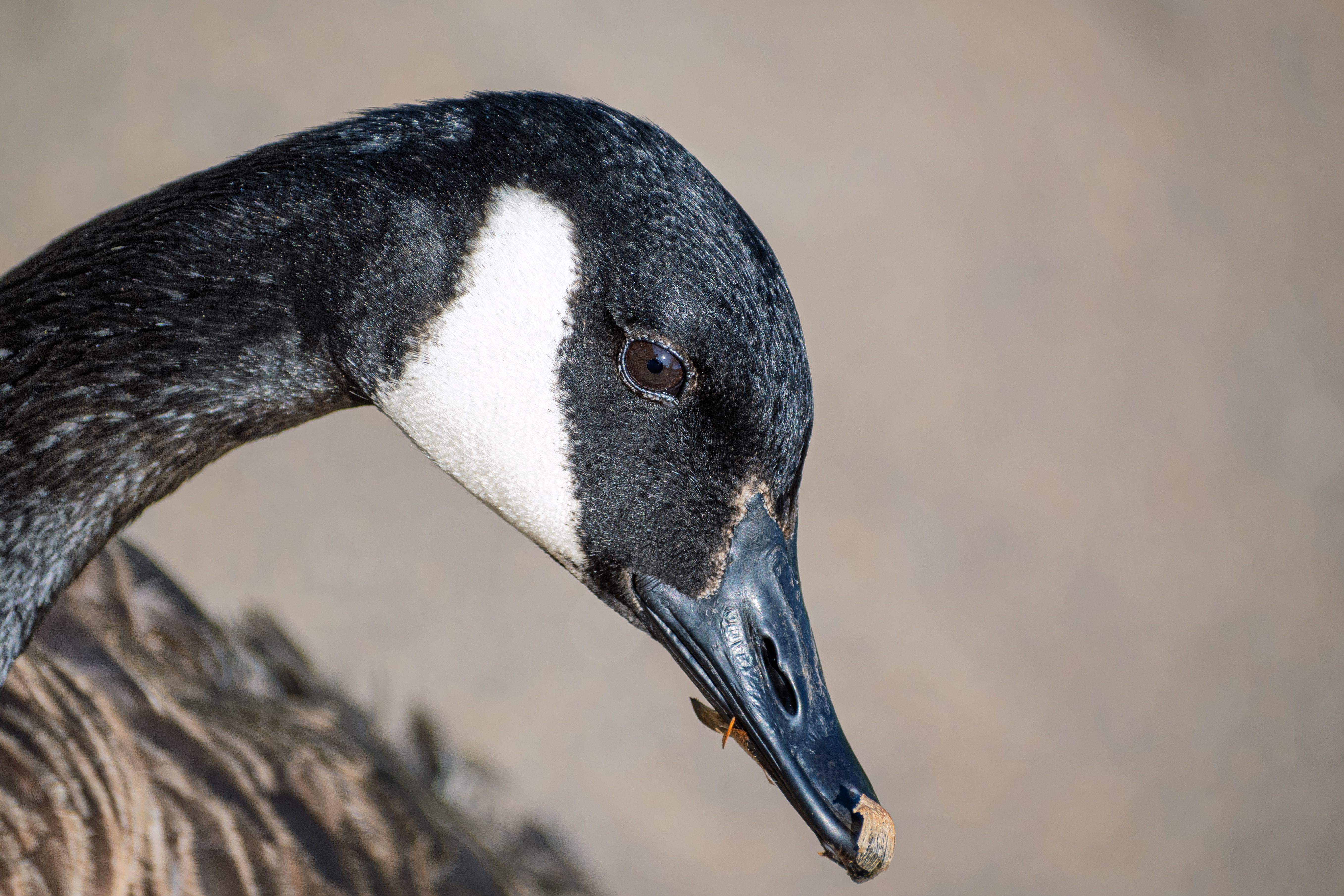 Close-Up Portrait of a Canada Goose in Atlanta · Free Stock Photo