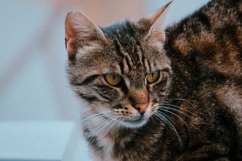 Free A detailed close-up of a tabby cat with distinctive patterns indoors. Ideal for animal lovers. Stock Photo