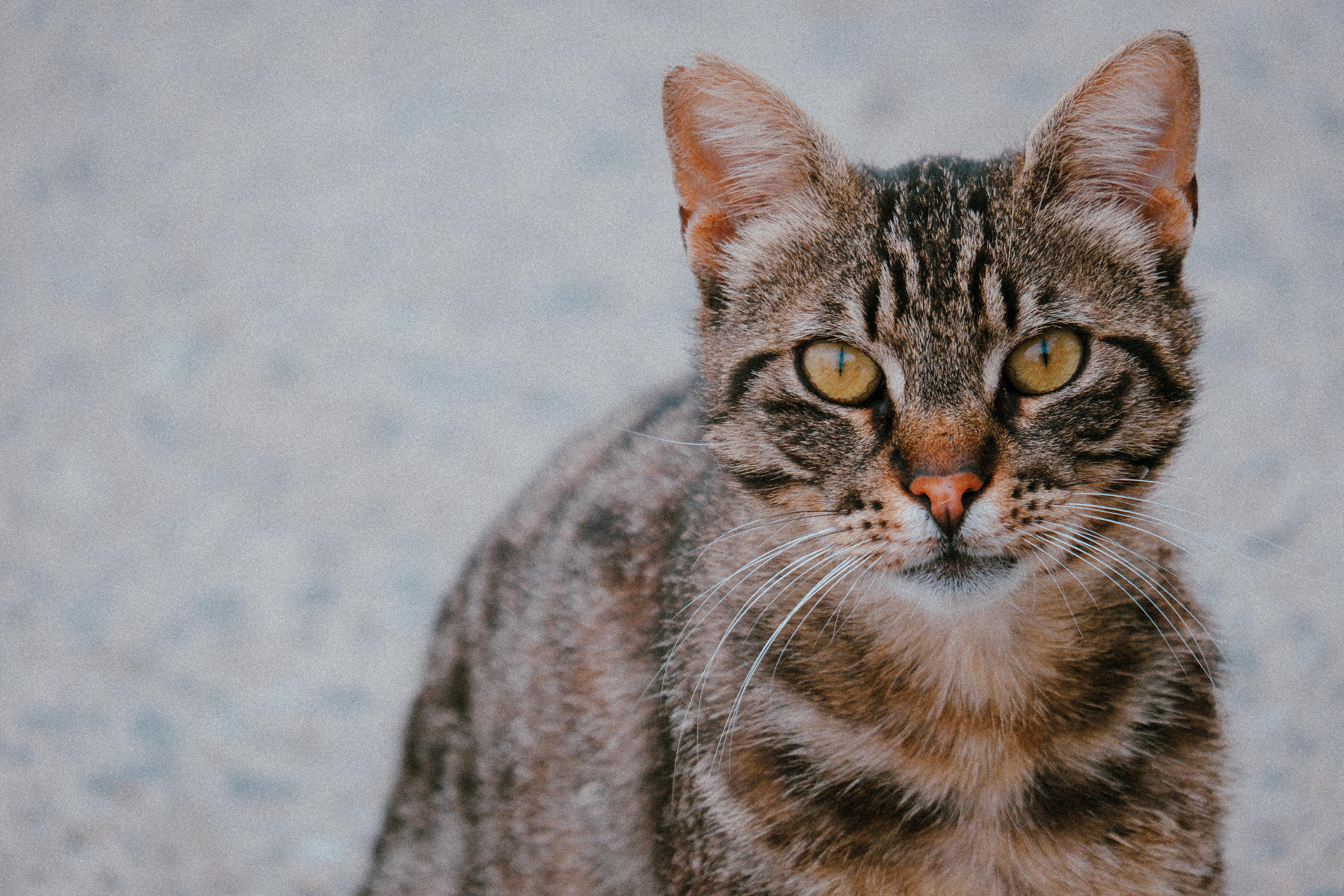 Χαρακτήρας & Συμπεριφορά Egyptian Mau
