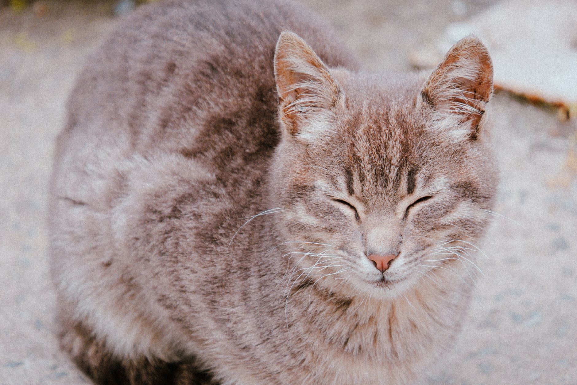 Portrait of a cat at a veterinary clinic