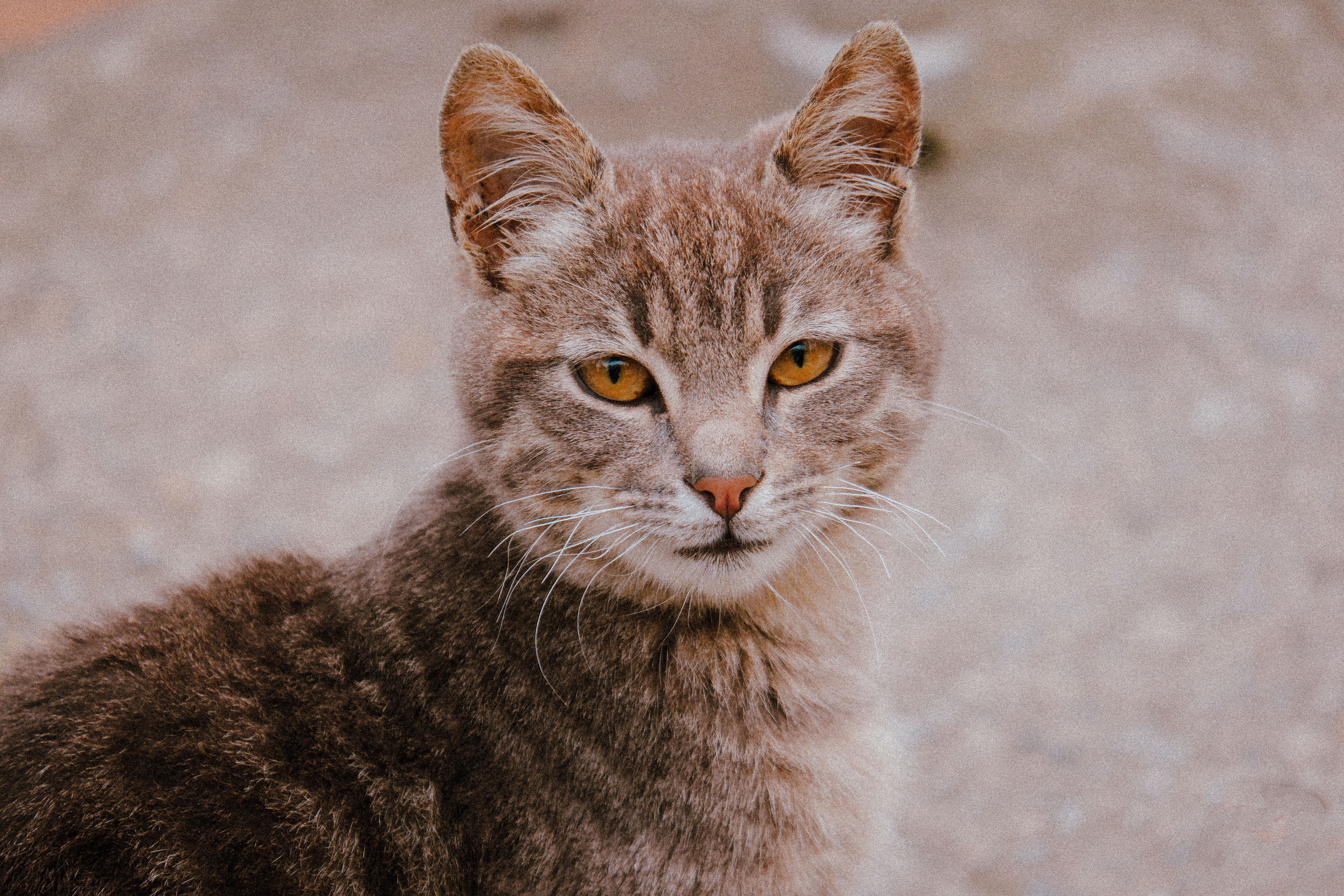 Portrait of a cat at a veterinary clinic