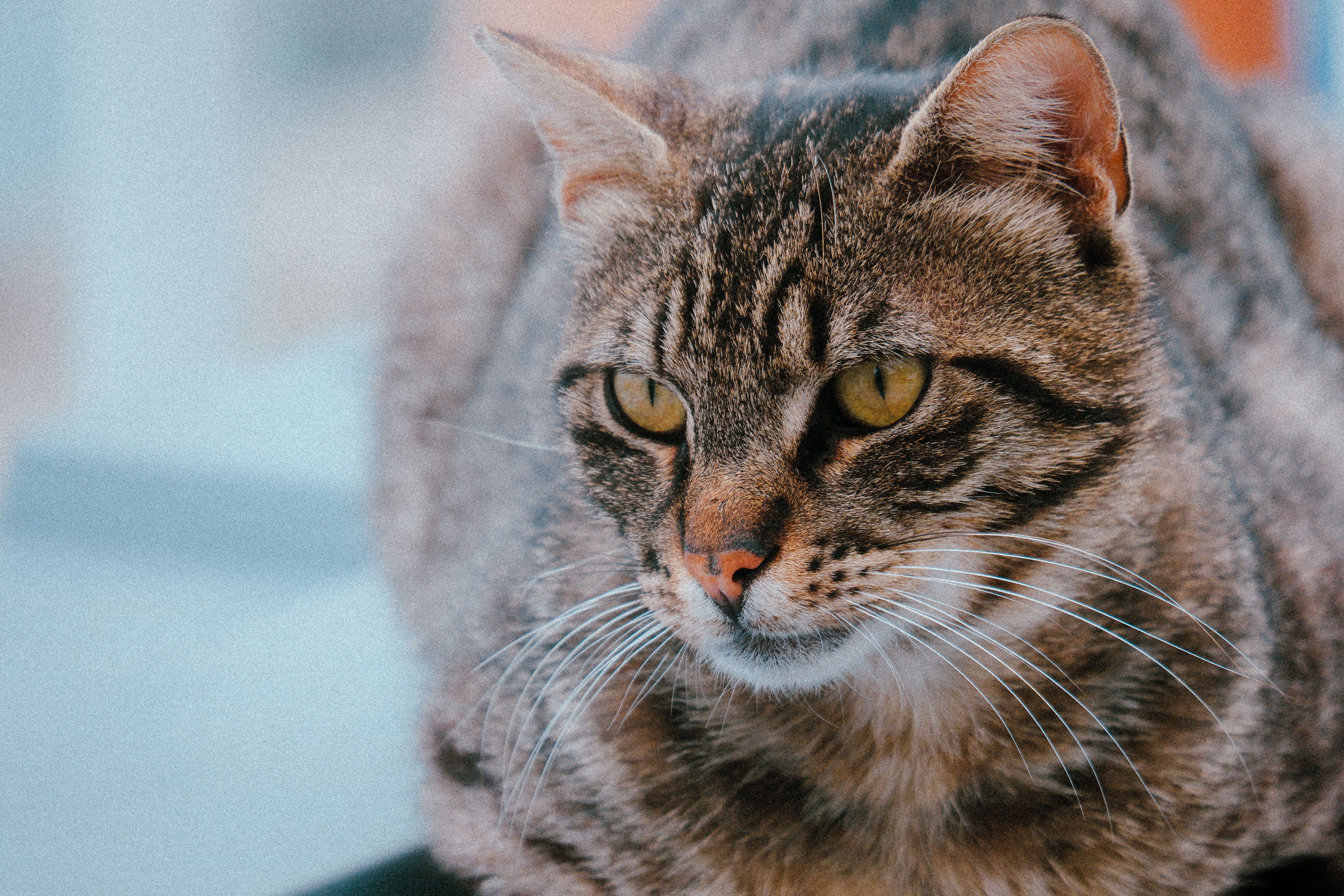 Portrait of a cat at a veterinary clinic