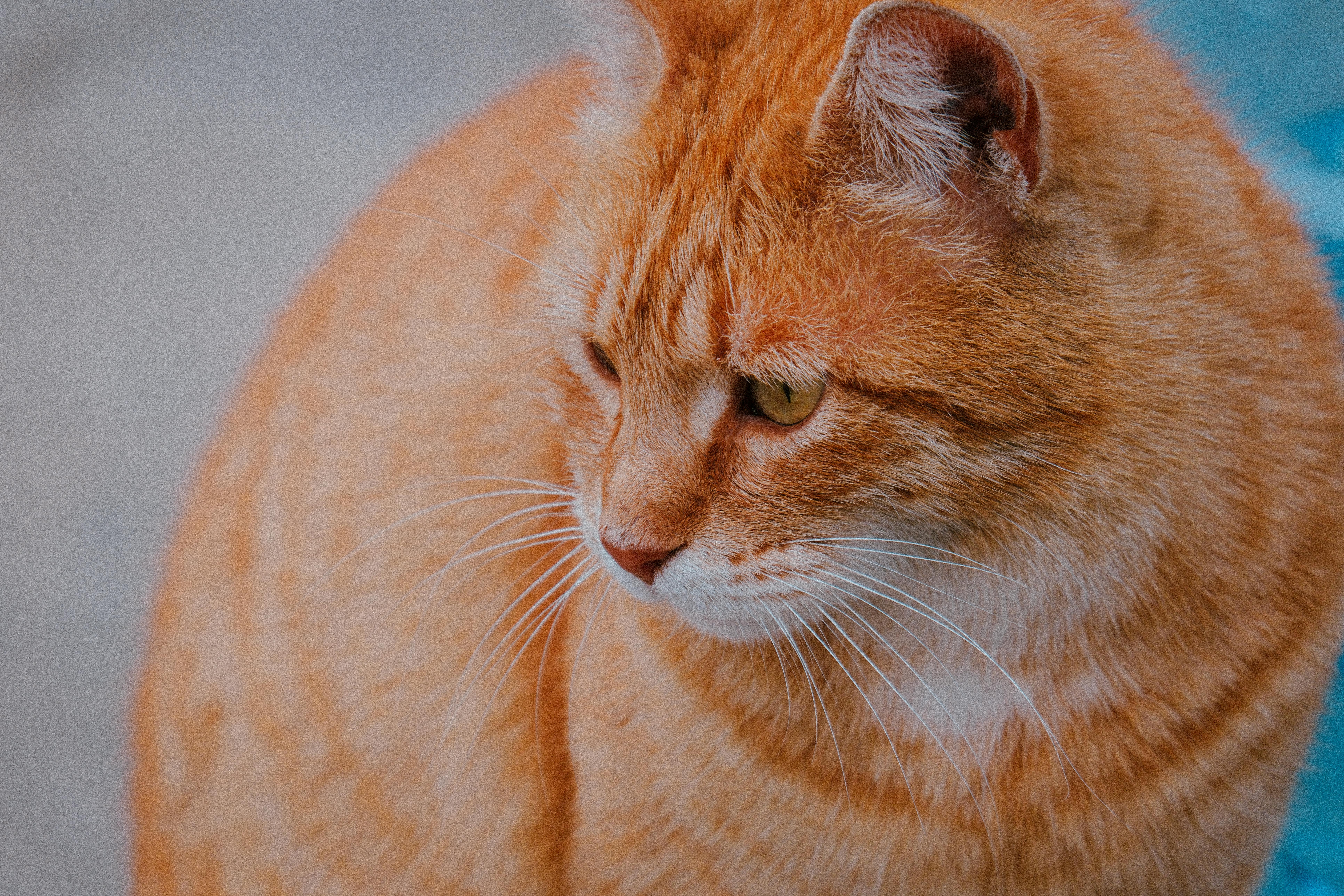 Charming portrait of a ginger tabby cat with expressive eyes. Perfect for pet enthusiasts.