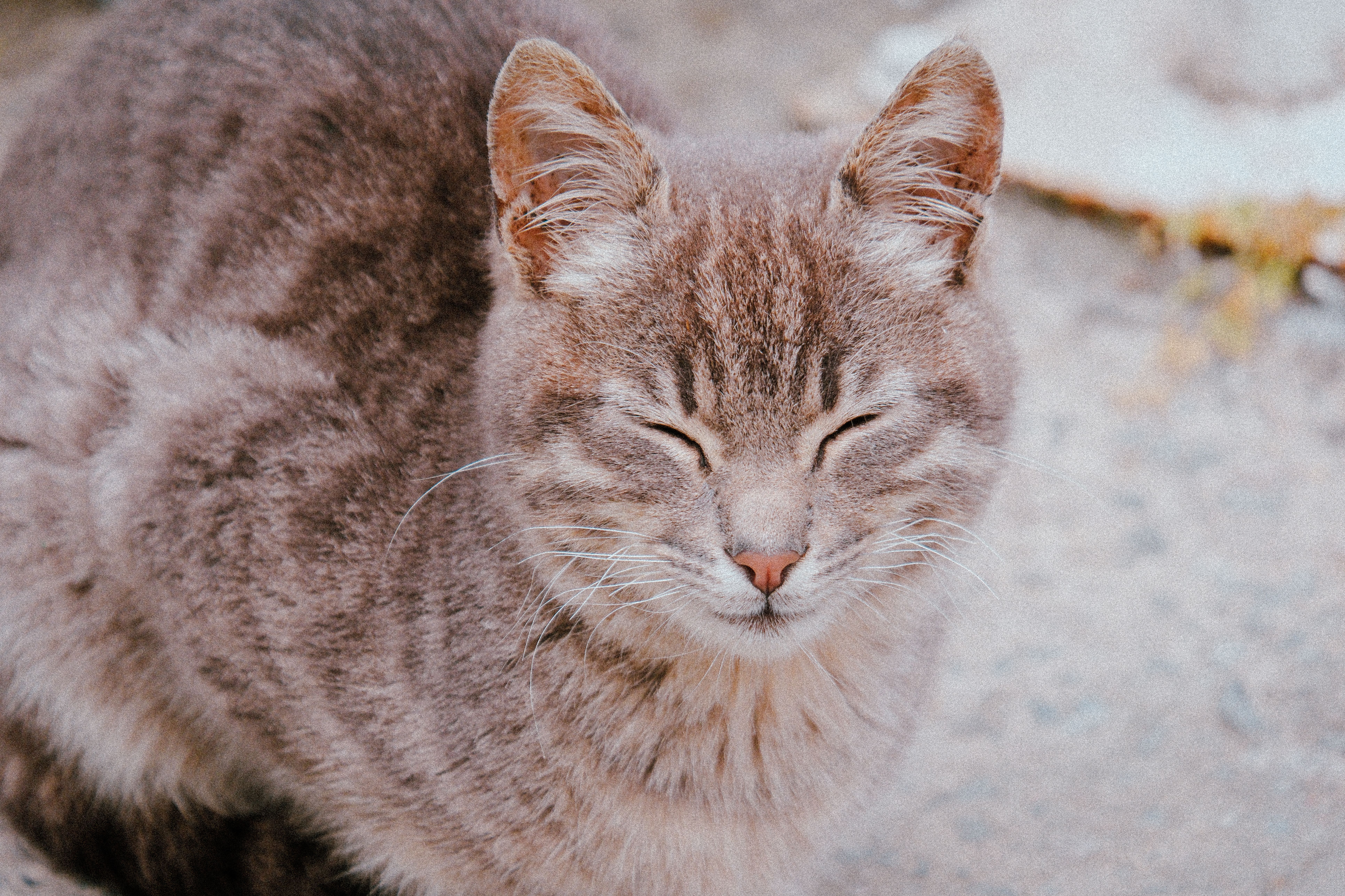 Portrait of a cat at a veterinary clinic