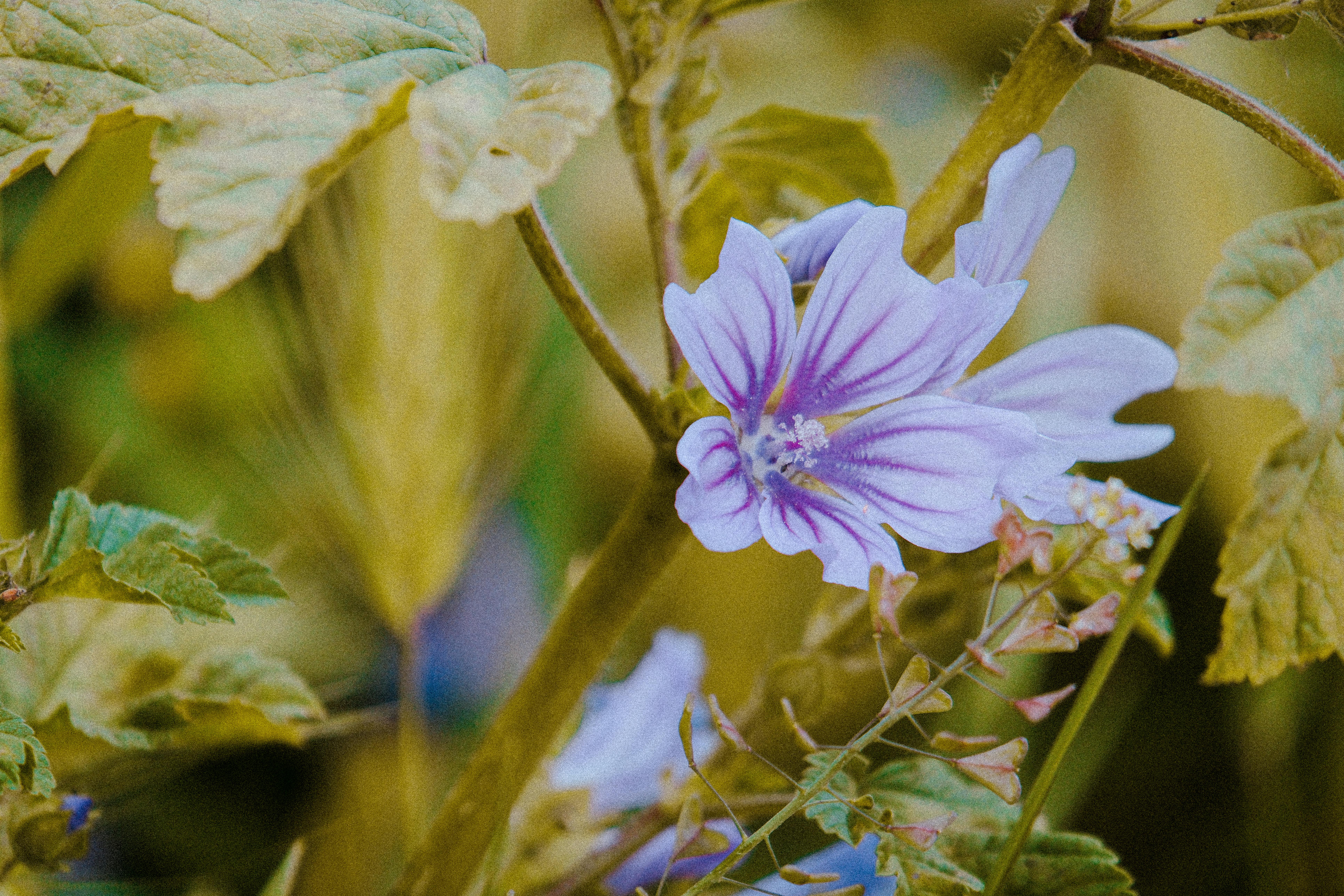 Mauve : Propriétés Thérapeutiques et Usages