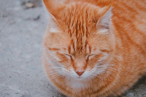 Free Peaceful ginger tabby cat with closed eyes, captured outdoors in soft lighting. Stock Photo