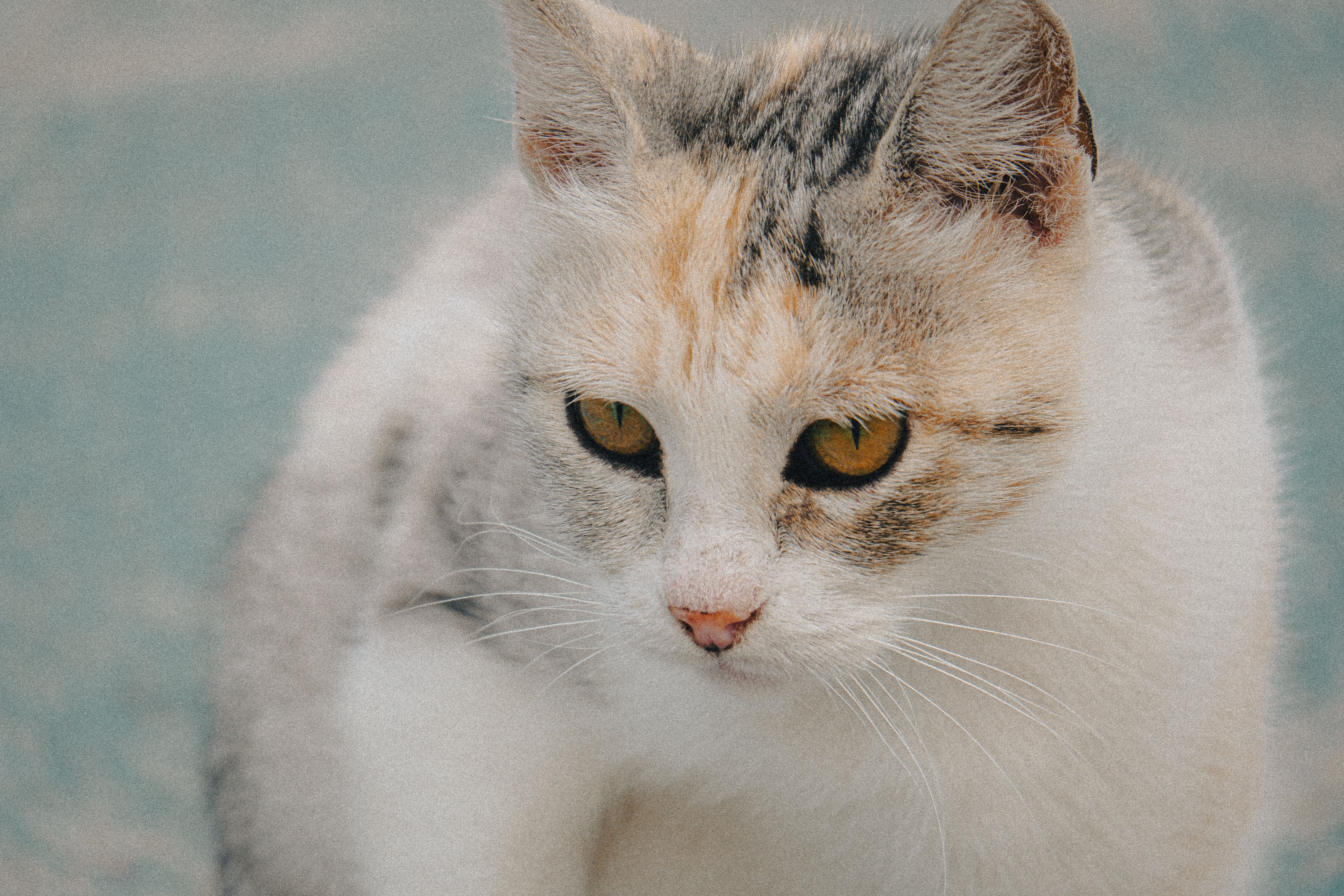 Portrait of a cat at a veterinary clinic