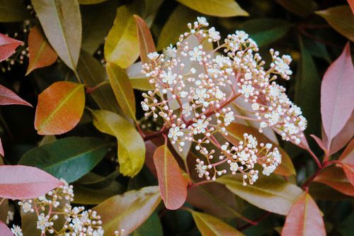 Free Vibrant photo of a serratia bush showcasing small white blossoms with colorful leaves. Stock Photo