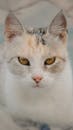 Close-up Portrait of a Calico Cat with Golden Eyes
