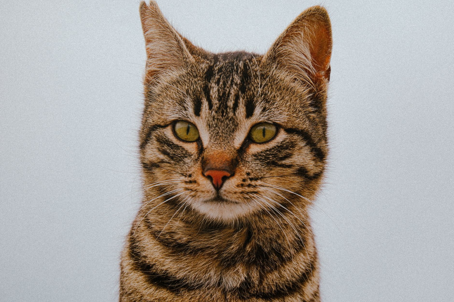 Veterinary care for a pet