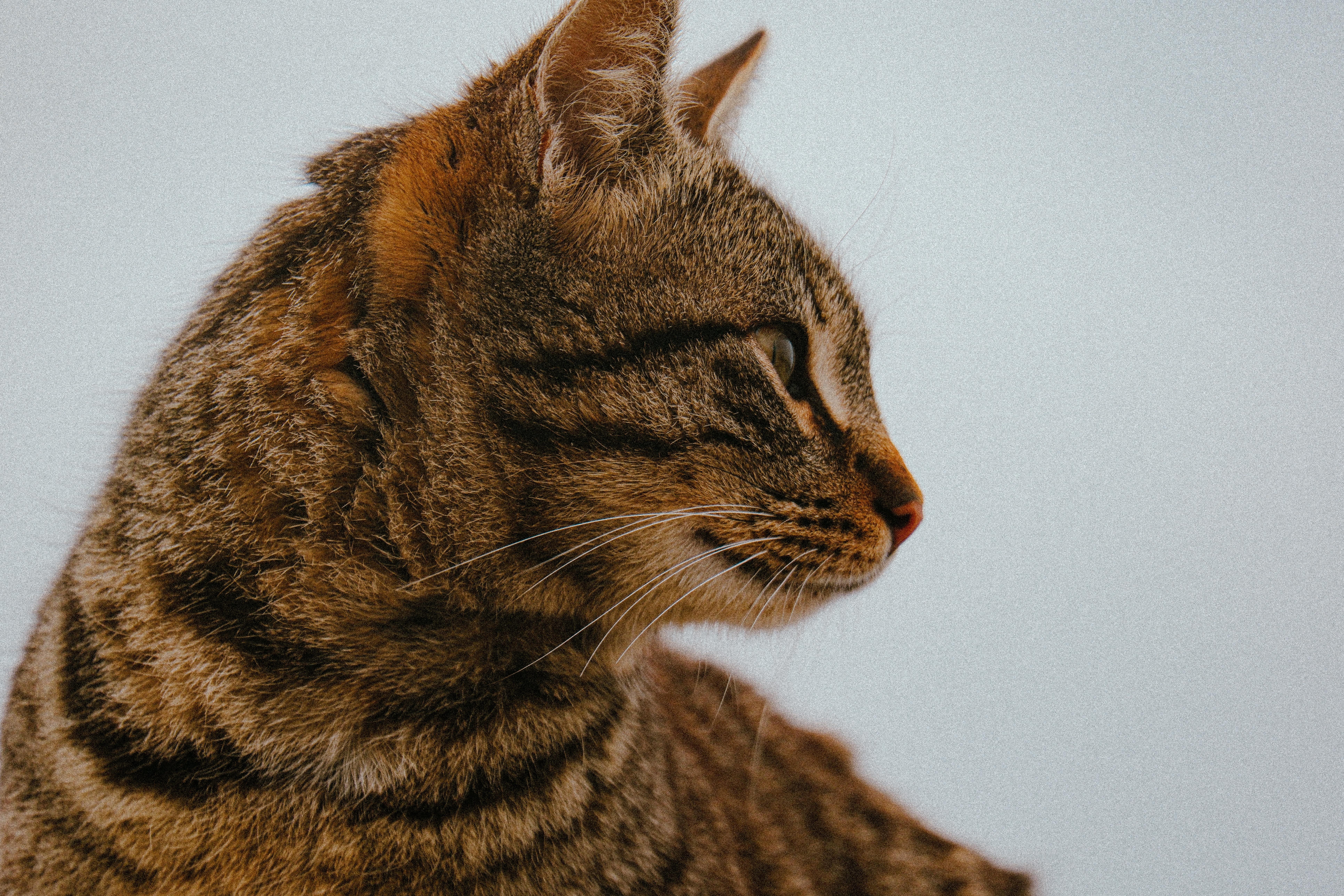 Animal Care Services Offers Pet Safety Tips for Easter — Photo by Yusuf Çelik on Pexels