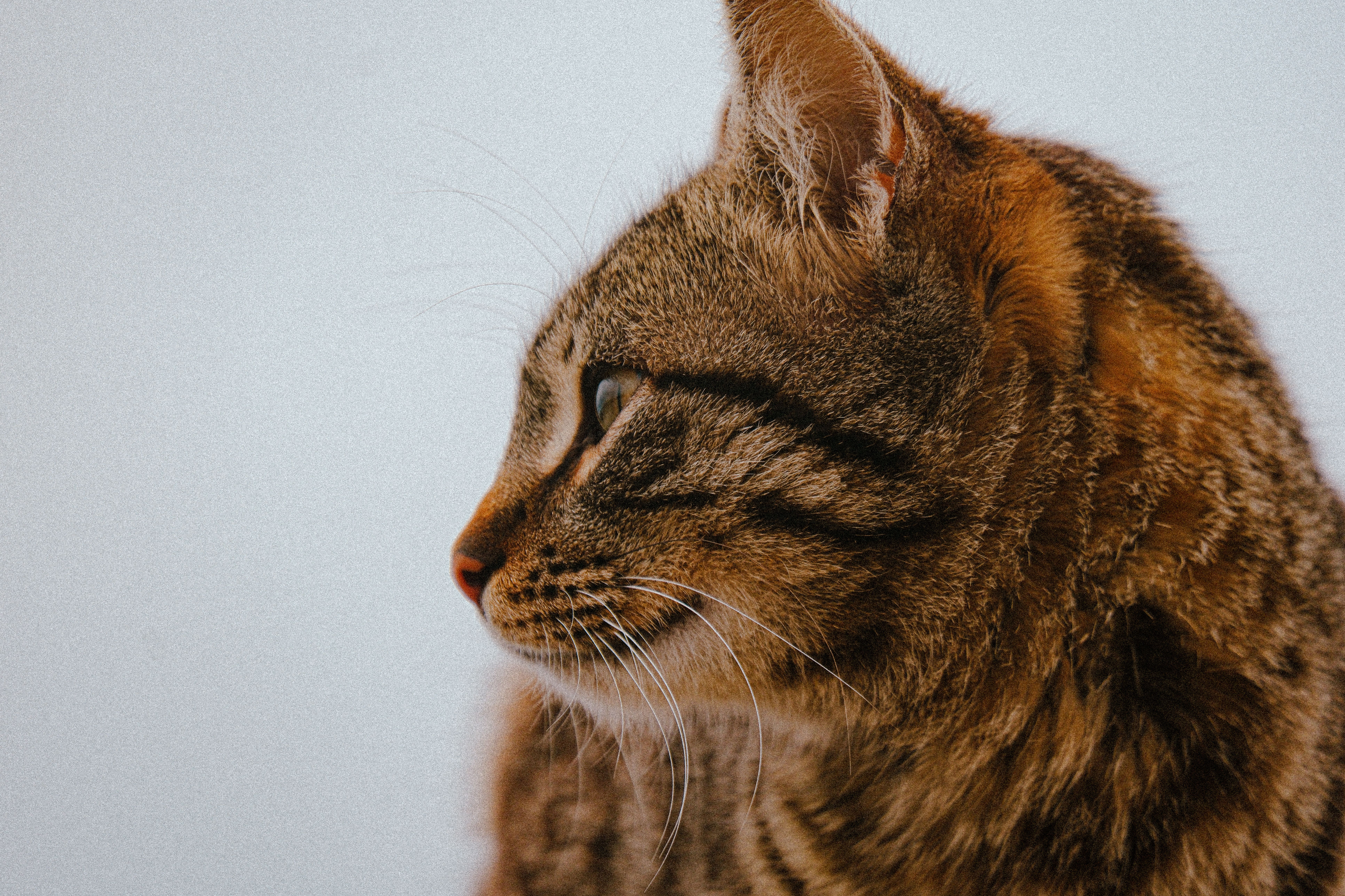 pet insurance pet health coverage — Photo by Yusuf Çelik on Pexels