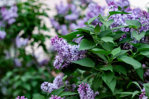 Free Close-up of blooming lilacs with lush green leaves in spring garden. Stock Photo