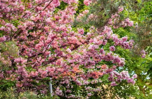 Free Beautiful pink cherry blossoms in full bloom with lush green foliage. Stock Photo