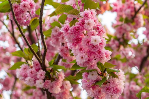 Free Vibrant pink cherry blossoms in springtime capture the essence of nature's beauty. Stock Photo