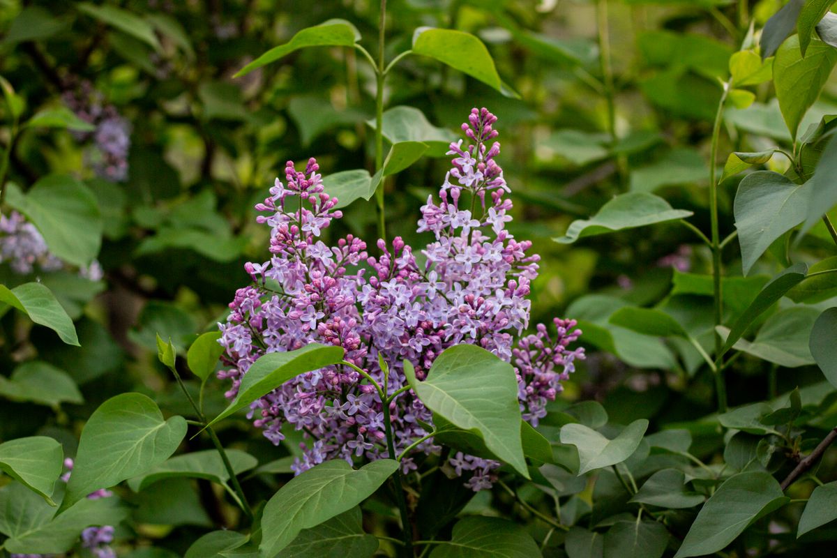 11 Shrubs to Plant in Fall, With Zones and Timing for Each 1 Purple common lilac flower clusters among green leaves