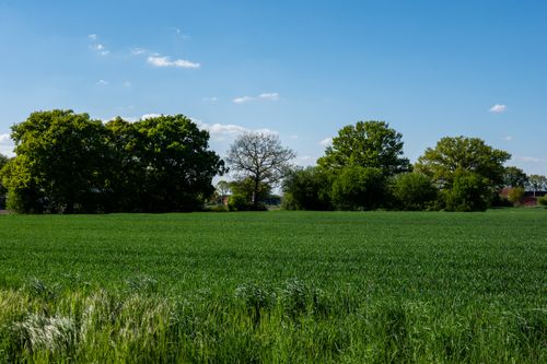Free Expansive green field bordered by trees under a clear blue sky, perfect spring landscape. Stock Photo