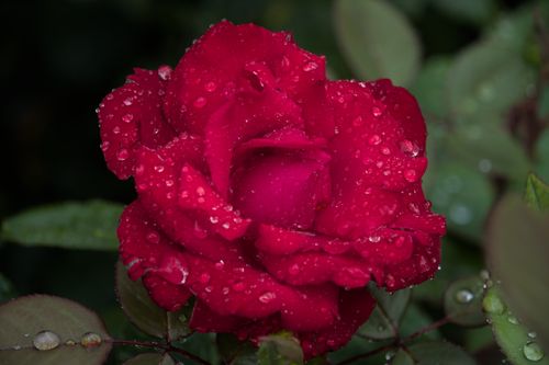 Free Close-up of a vibrant red rose covered in dew drops, capturing nature's elegance and freshness. Stock Photo