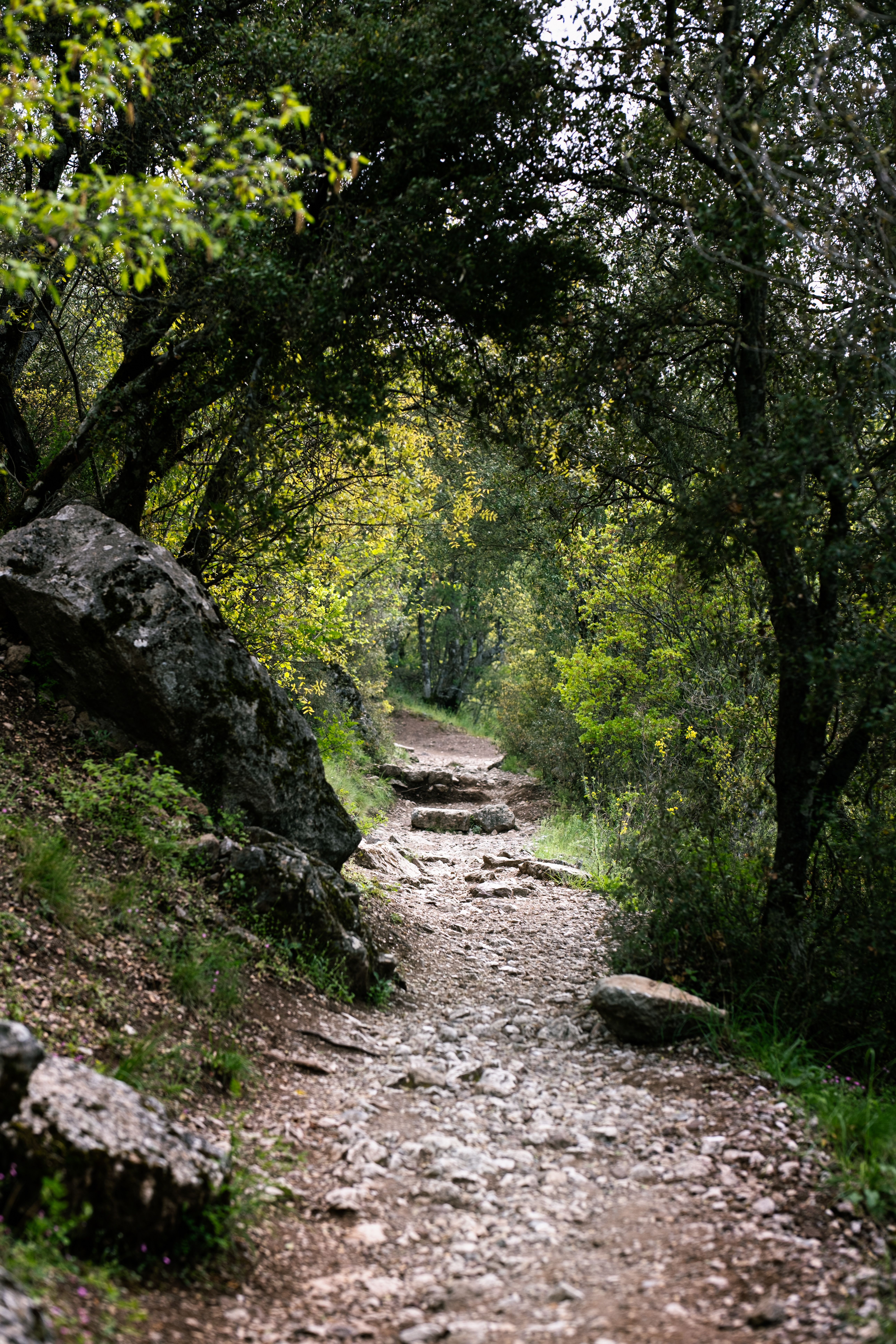 A tranquil forest path with rocky terrain surrounded by lush greenery.