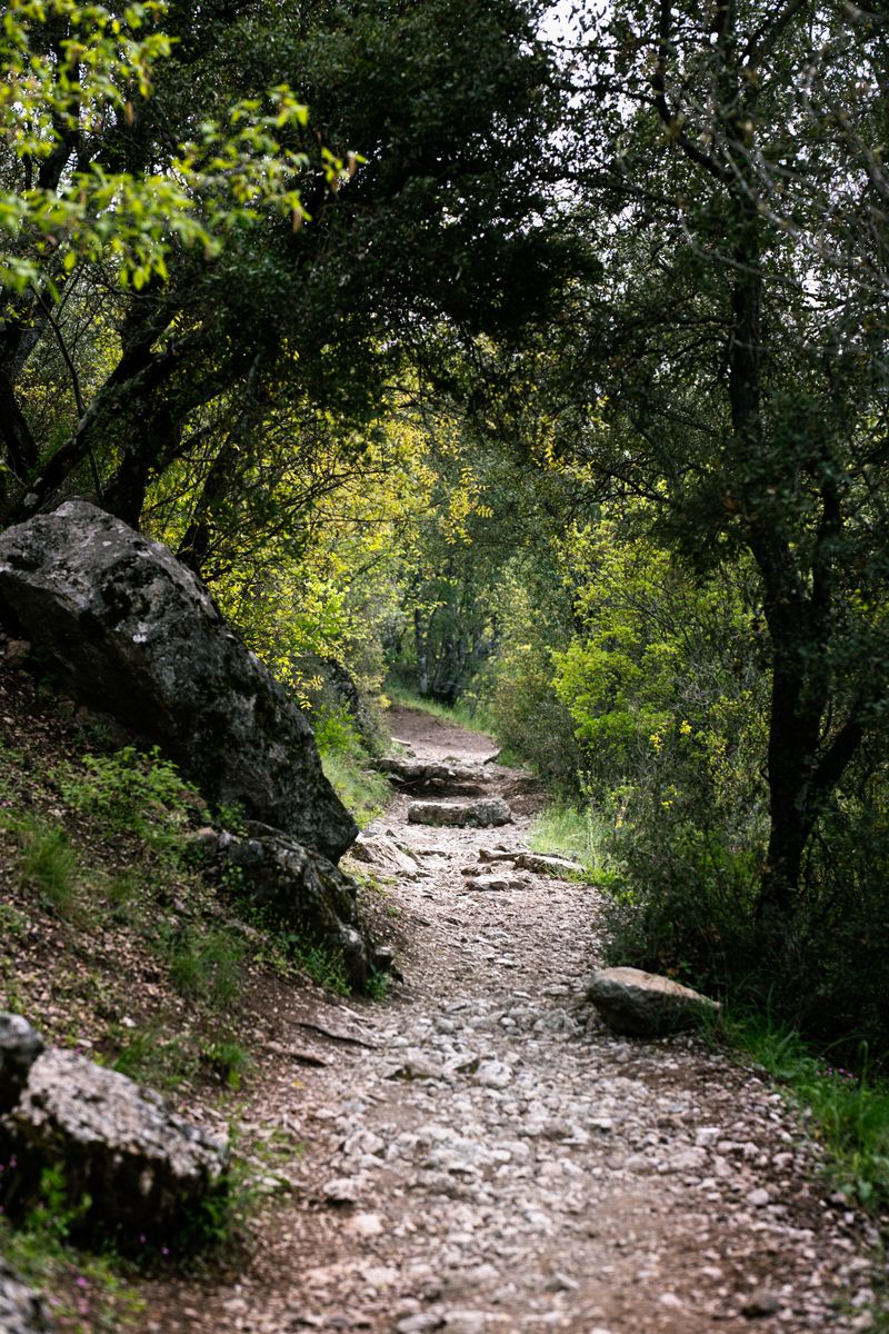 A tranquil forest path with rocky terrain surrounded by lush greenery.