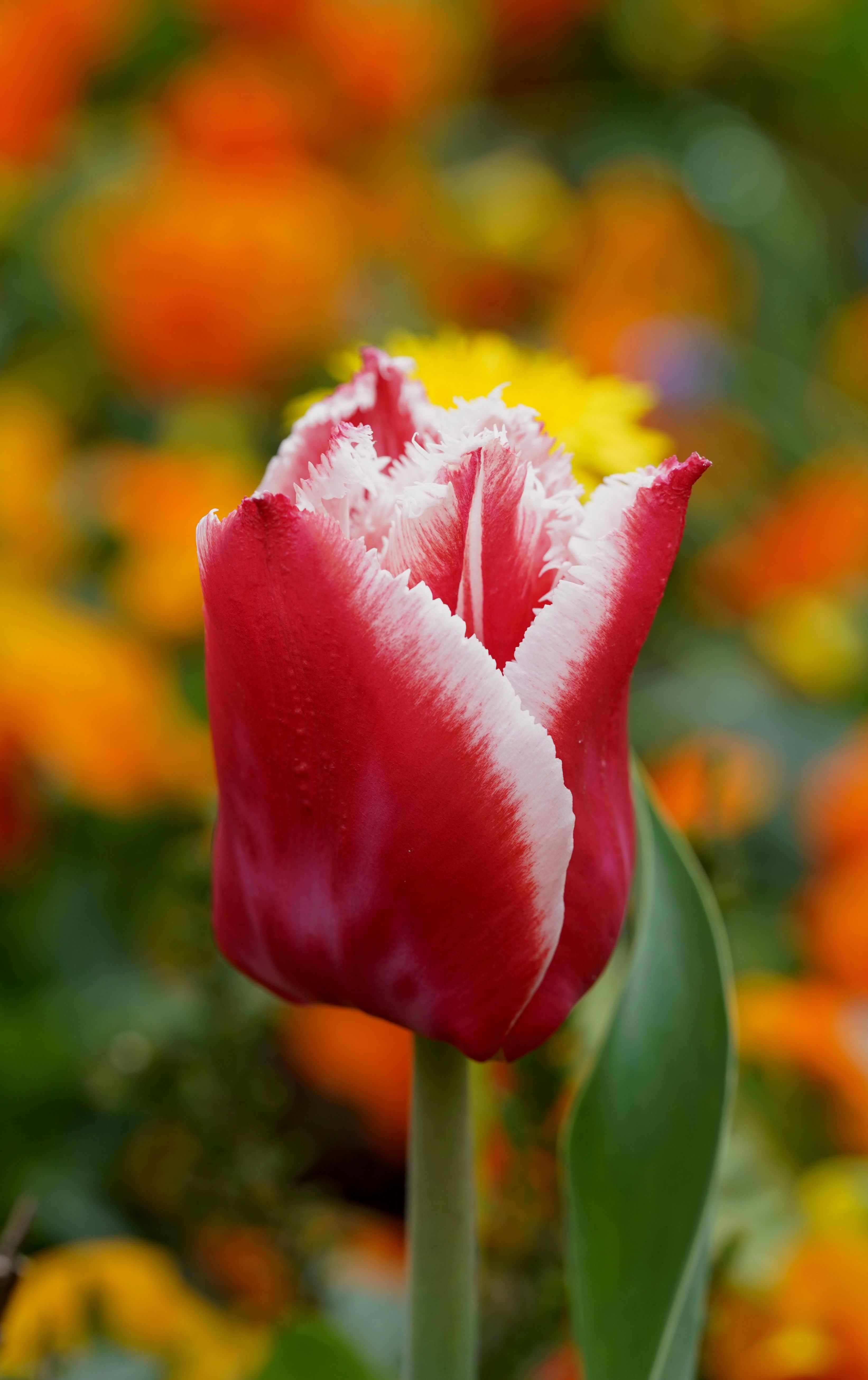 Tulipa porta l'Ararat Armenia a casa del Salzburg