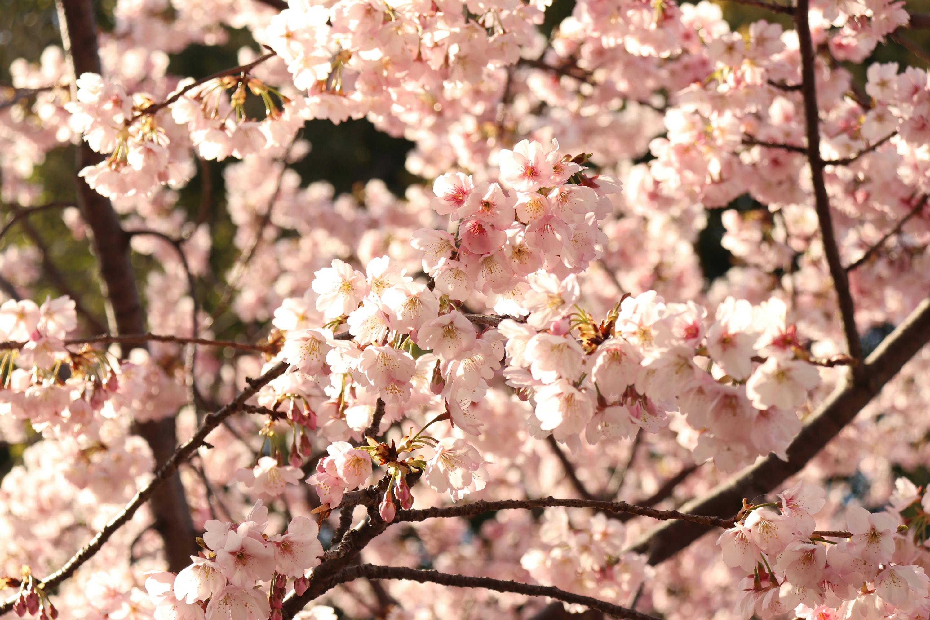 Stunning close-up of pink cherry blossoms in full bloom during springtime outdoors.
