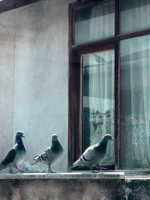 Free Three pigeons resting on a concrete windowsill beside a lace-curtained window. Stock Photo